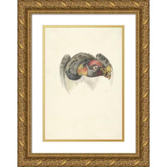 Circle of François Levaillant 17x24 Gold Ornate Framed and Double Matted Museum Art Print Titled - Head of a Royal Vulture (Sarcoramphus Dad) (1763 - 1824)