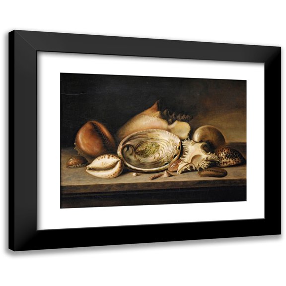 Circle of Nicolaus Matthes 14x11 Black Modern Framed Museum Art Print Titled - Tropical Sea Shells on a Stone Ledge, Including a Conch, a Giant Murex, Cowries and an Abalone