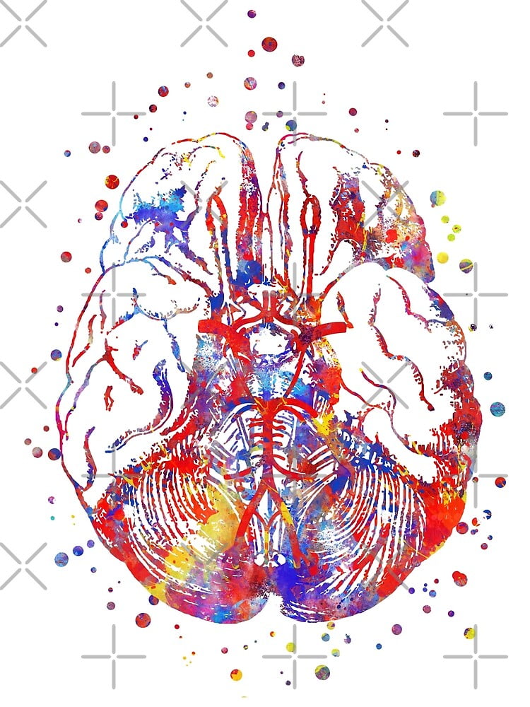 Circle Of Willis, brain anatomy, medical art, watercolor brain Canvas ...