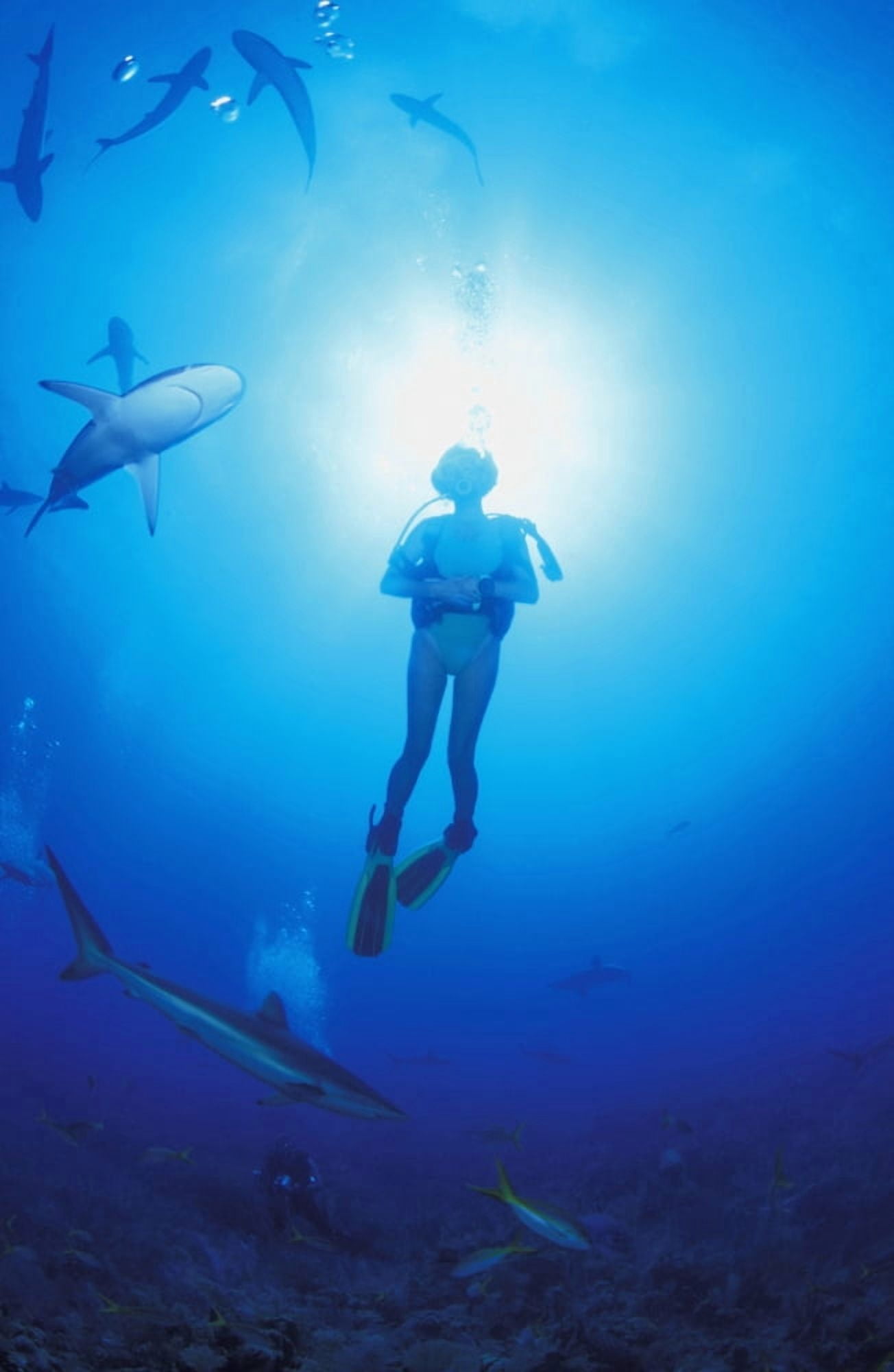 Circling Sharks Canvas Art - Carson Ganci Design Pics (11 x 17)