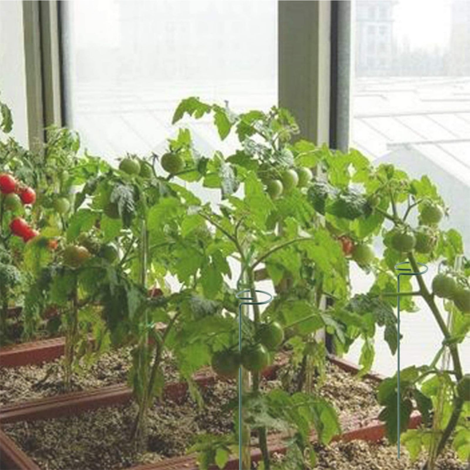 Circular Iron Plant Support Bracket for Indoor and Outdoor Climbing ...