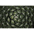 thumbnail image 1 of Circular Pattern Succulent Poster Print by Katrina Brown, 1 of 1