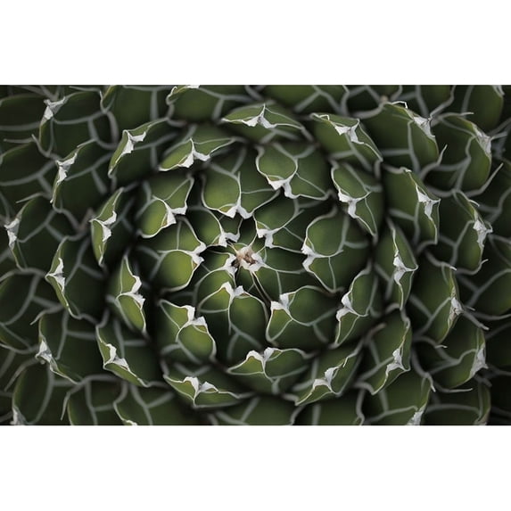 Circular Pattern Succulent Poster Print by Katrina Brown