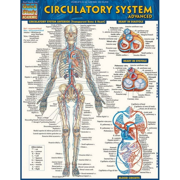 Circulatory System Advanced (Other)