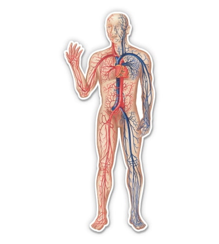 Circulatory System Cardiovascular Diagram Medical - 12