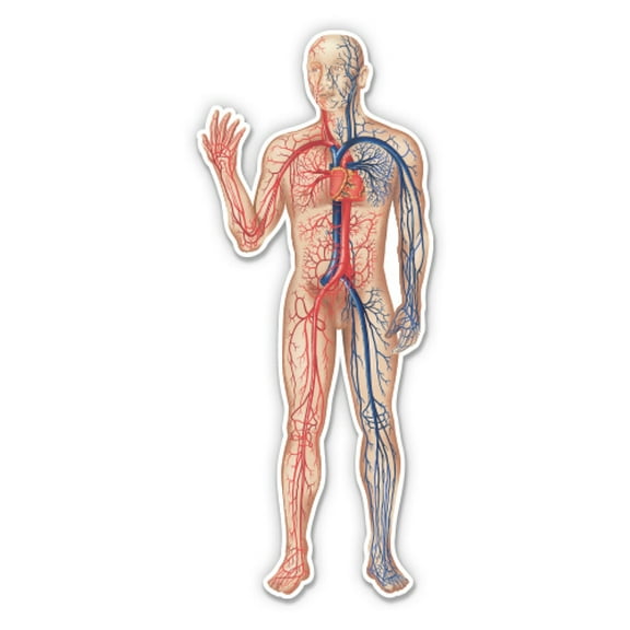 Circulatory System Cardiovascular Diagram Medical - 3" Vinyl Sticker - For Car Laptop Water Bottle Phone - Waterproof Decal