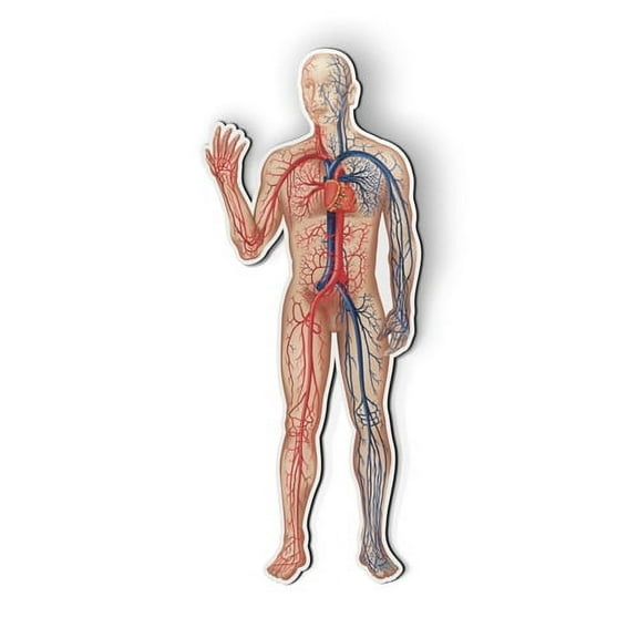 Circulatory System Cardiovascular Diagram Medical - 5.5" Magnet for Car Locker Refrigerator