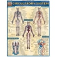 thumbnail image 1 of Circulatory System (Other), 1 of 2