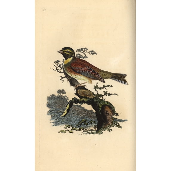 Cirl Bunting, Emberiza Cirlus Poster Print By ® Florilegius Mary Evans (18 X 24)