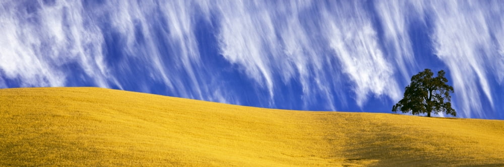 Cirrus clouds over a hillside Templeton San Luis Obispo County California USA Canvas Art - Panoramic Images (36 x 12)