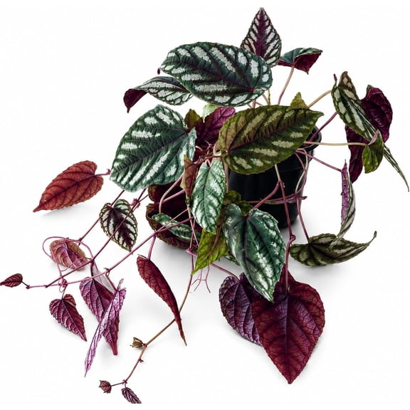 Cissus Discolor Live Plant in 4 Inch Pot, Rex Begonia Vine, Silver Purple Foliage, Rare Climbing Houseplant, Trailing Indoor Plant