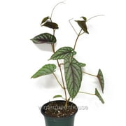 Cissus Javana, Discolor, Rex Begonia Vine - Pot Size: 3" (2.6x3.5") - Colorful Foliage, Houseplants