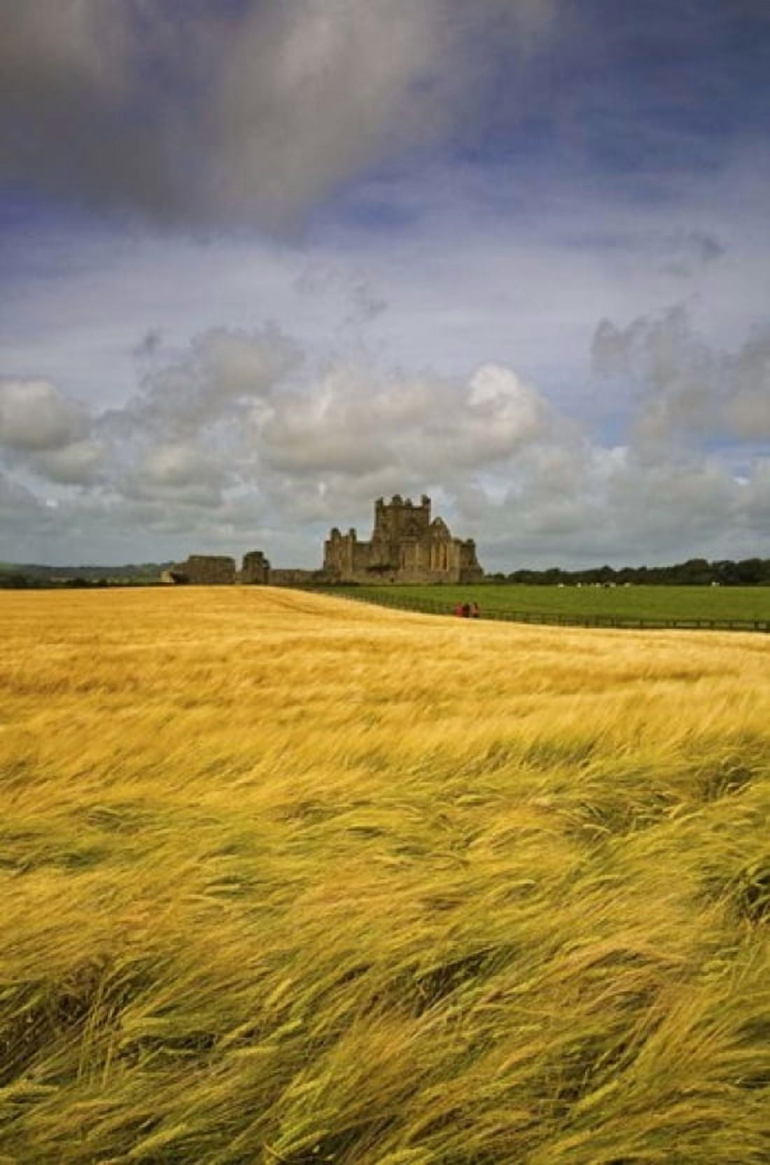 Cistercian Dunbrody Abbey (1182) beyond Barley Field County Wexford Ireland Canvas Art - Panoramic Images (16 x 24)