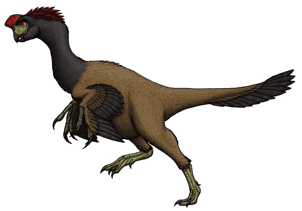 Citipati an oviraptorid from the Cretaceous Period Canvas Art - Vitor SilvaStocktrek images (34 x 24)