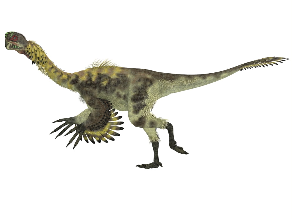 Citipati dinosaur white background Canvas Art - Corey FordStocktrek Images (17 x 13)