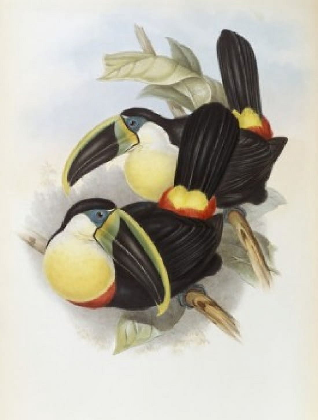 Citron-brested Toucan John Gould (1804-1881 British) Canvas Art - John Gould (24 x 36)