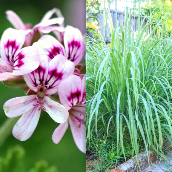 Citronella Geranium & Lemongrass Plant Set | 4 Live Plants