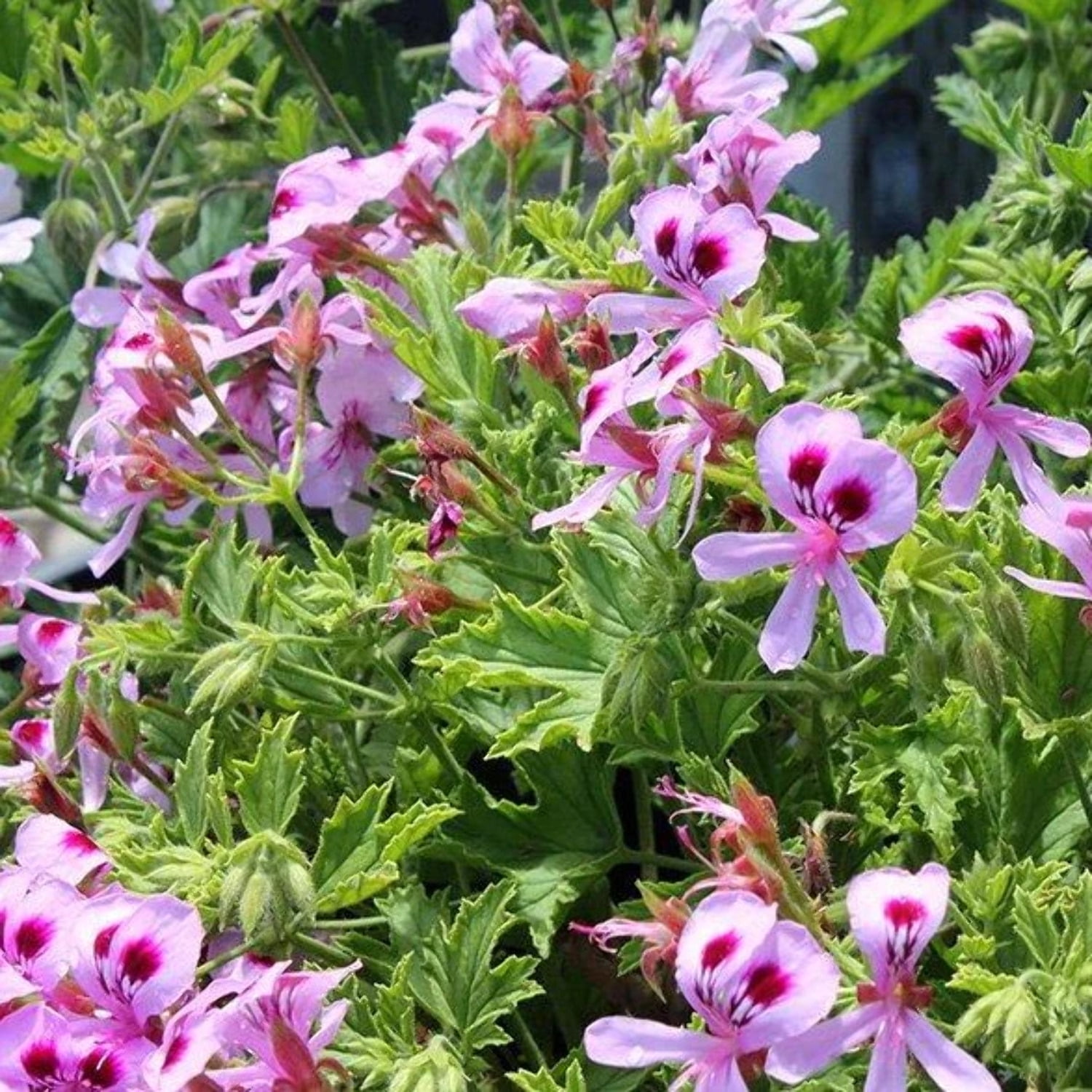 Citronella Geranium