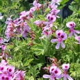 thumbnail image 1 of Citronella Geranium, 1 of 6