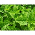 thumbnail image 1 of Citronella Lemon Balm - Perennial 4 Plants - 2.5" Pots, 1 of 1