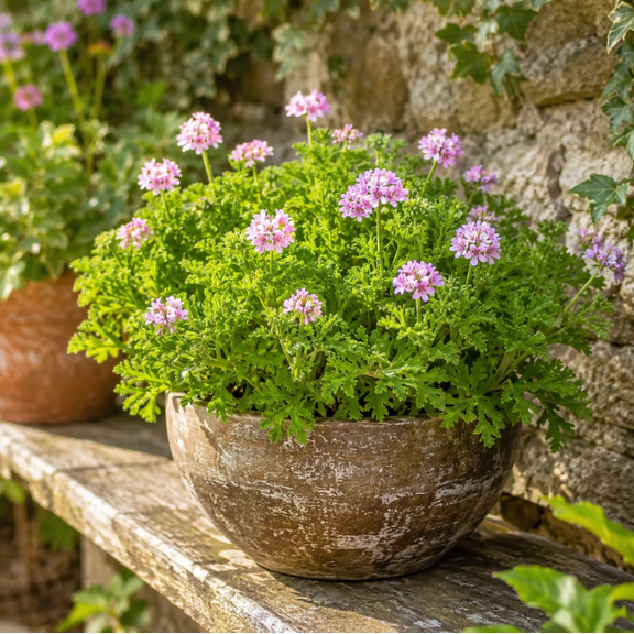 Citronella Plant 3-5 Inch Tall, Live Citronella Geranium, Fragrant Foliage Plant for Garden, Patio and Containers, No in CA