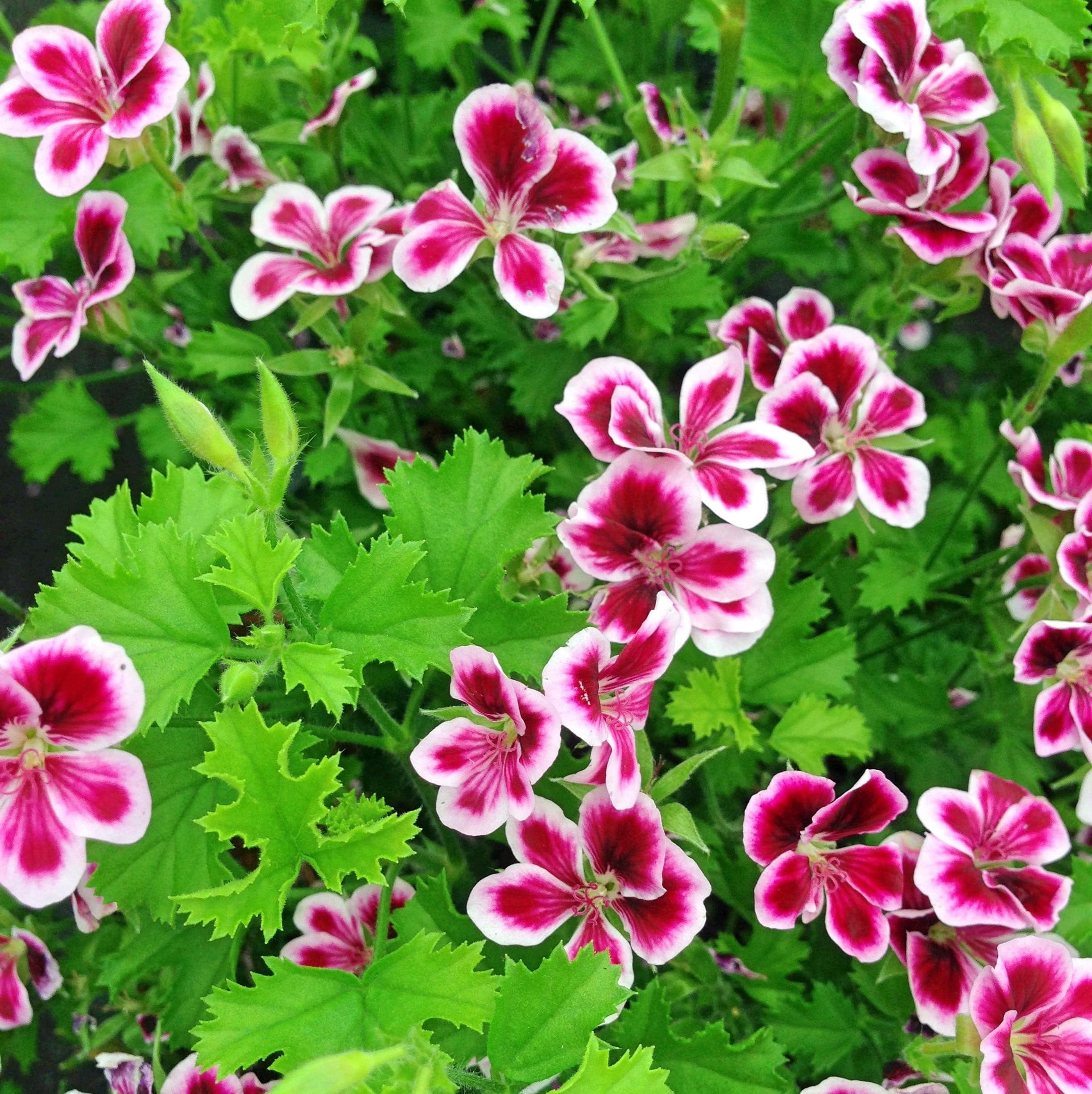 Citronella Plant Seeds for Planting - 1500+ MHD1Citronella Geranium ...