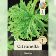 Citronella Plant