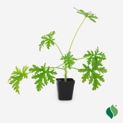 Citronella Plant