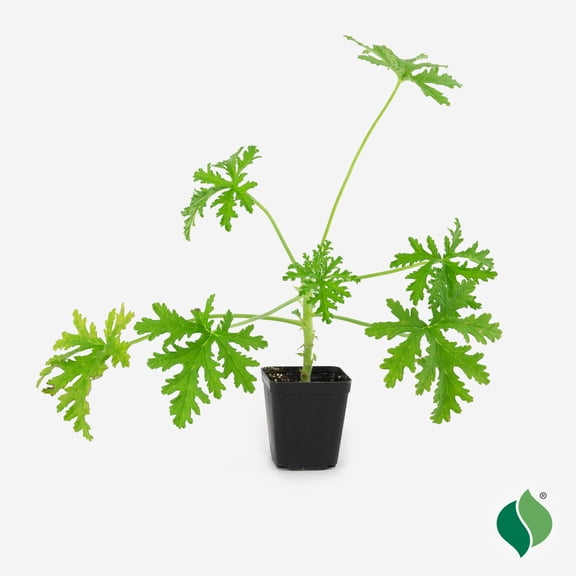 Citronella Plant