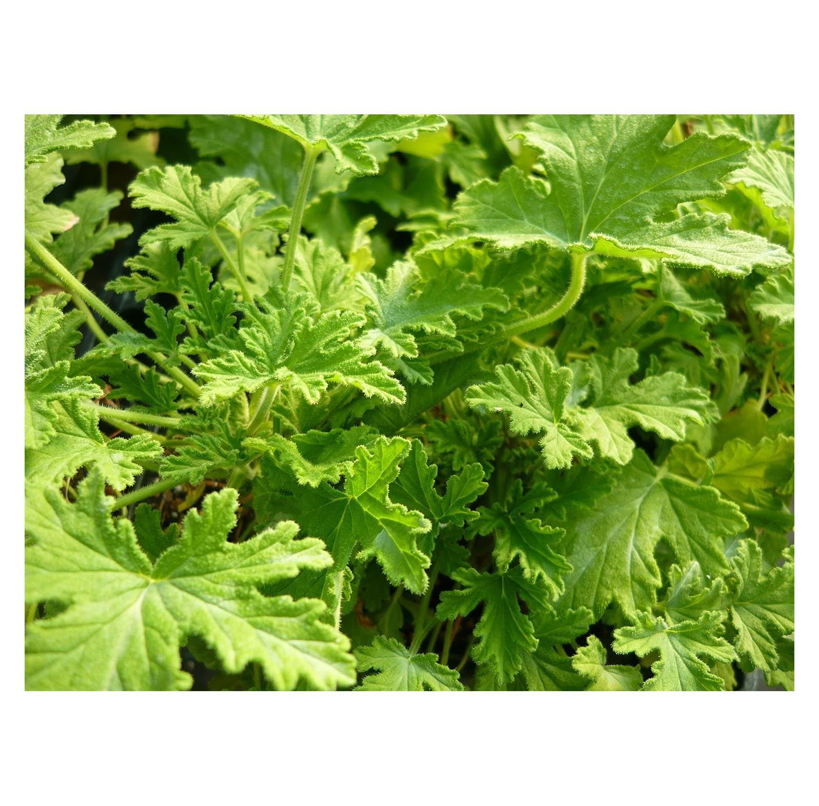 Citronella (mosquito plant) Scented Geranium Live Plant