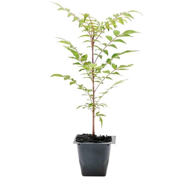 1 Chinese Pistache Tree | Live Sapling in 2.5-inch Nursery Cube | Pistacia Chinensis Variety | Drought-Tolerant Deciduous Shade Canopies | Bursting Colorful Foliage for Home
