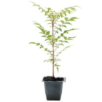 1 Dormant Chinese Pistache Tree | Live Sapling in 2.5-inch Nursery Cube | Pistacia Chinensis Variety | Drought-Tolerant Deciduous Shade Canopies | Bursting Colorful Foliage for Home