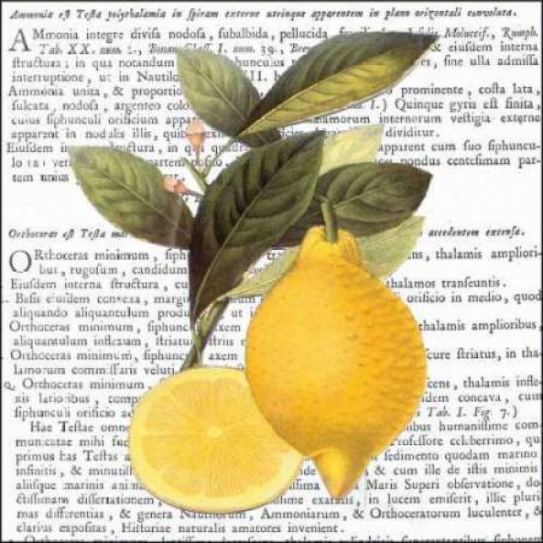 Citrus Edition I Canvas Art - Cory Bannister (24 x 24)