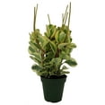 thumbnail image 1 of Citrus Peperomia Plant - 4" Pot - Collector's Series, 1 of 2