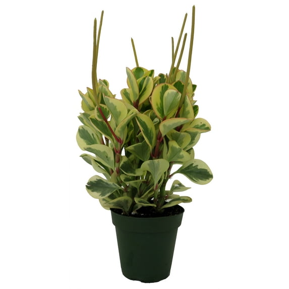 Citrus Peperomia Plant - 4" Pot - Collector's Series