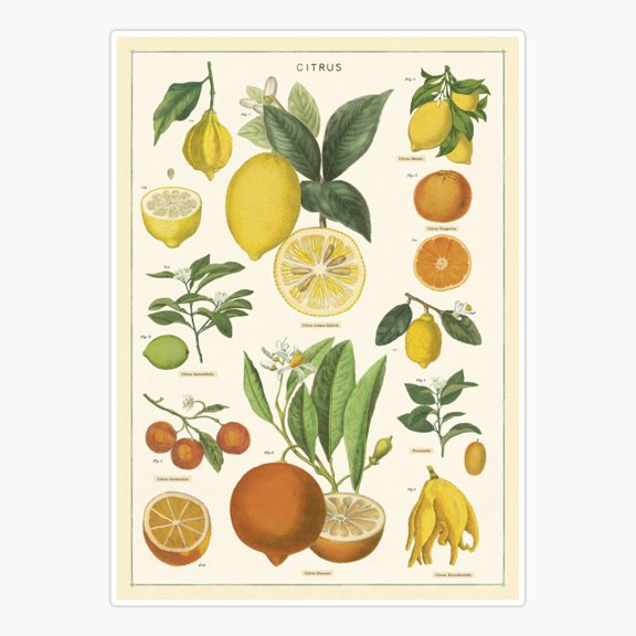 Citrus Retro Market Decor Art Vinyl Sticker