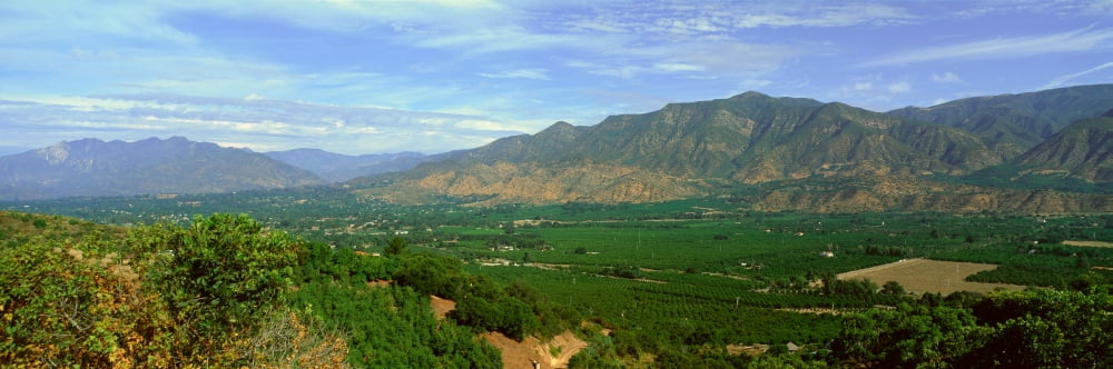 Citrus Trees Ojai Valley California Canvas Art - Panoramic Images (27 x 9)