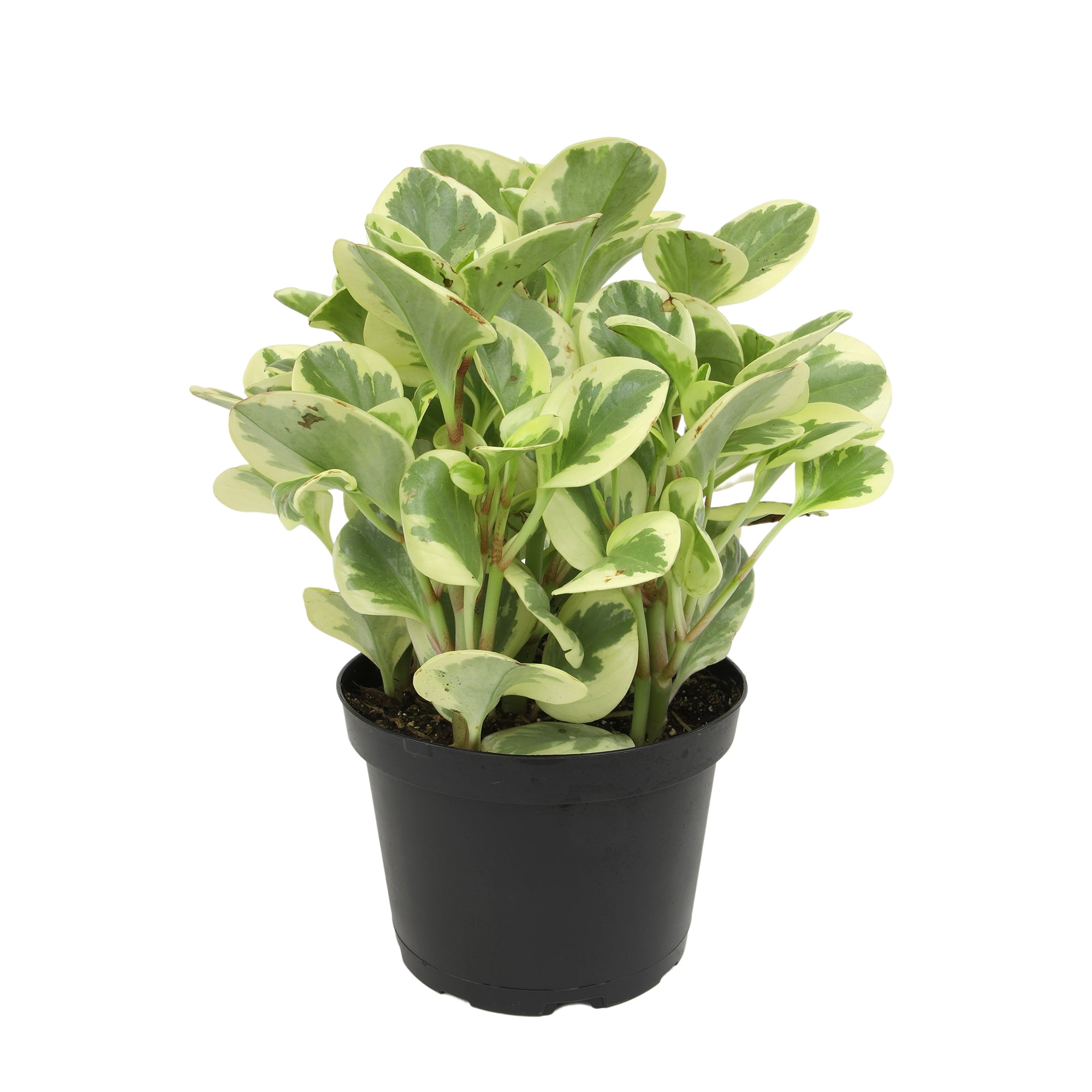 'Citrus Twist' Peperomia | Pet Safe Houseplant | 6in. Pot; Partial Sun | Element by Altman Plants