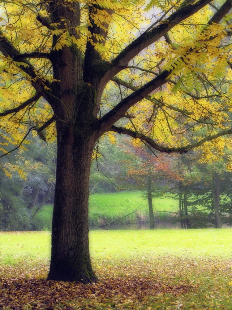 City Park In Geraardsbergen Belgium Canvas Art - Darwin Wiggett Design Pics (24 x 32)