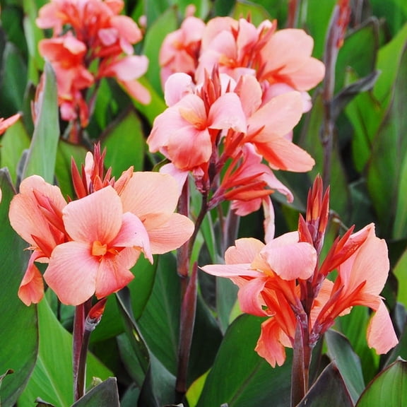 City of Portland - Tall Canna Flower Bulbs - 3 Bulbs per Pack - Attracts Butterflies and Hummingbirds - Deer Resistant - Grows Well In Containers - Easy to Grow Live Plants - Outdoor Garden
