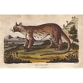 thumbnail image 1 of Civet Cat, Civetticus Civetta Poster Print By ® Florilegius Mary Evans (24 X 18), 1 of 3