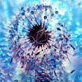 thumbnail image 1 of Cixno 5D Diamond Painting Kits, DIY Diamond Painting Round Full Drill Crystal Rhinestone Mosaic Art, Pictures Arts Craft for Home Wall Decor (Dandelion 30x30cm ), 1 of 5