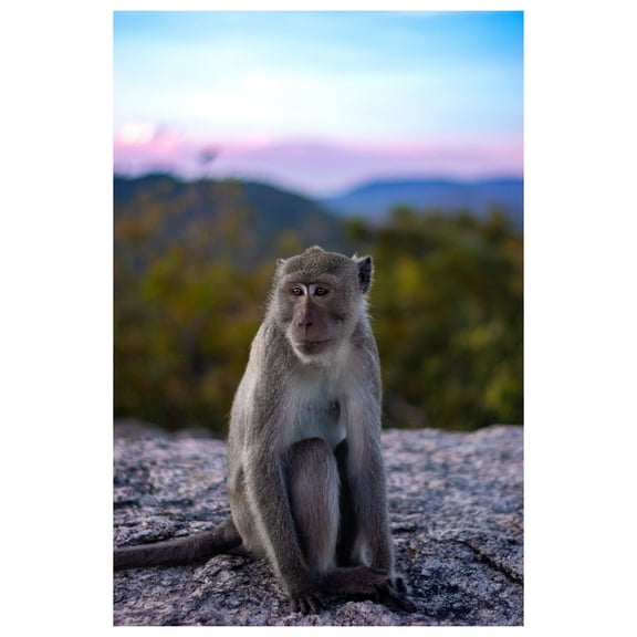 Cixno 5D Diamond Painting Kits, DIY Diamond Painting Round Full Drill Crystal Rhinestone Mosaic Art, Pictures Arts Craft for Home Wall Decor (Monkey 45x32cm )