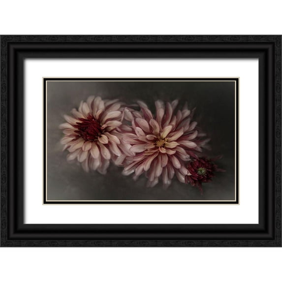 Claes, Gilbert 18x13 Black Ornate Wood Framed with Double Matting Museum Art Print Titled - Dahlia Family