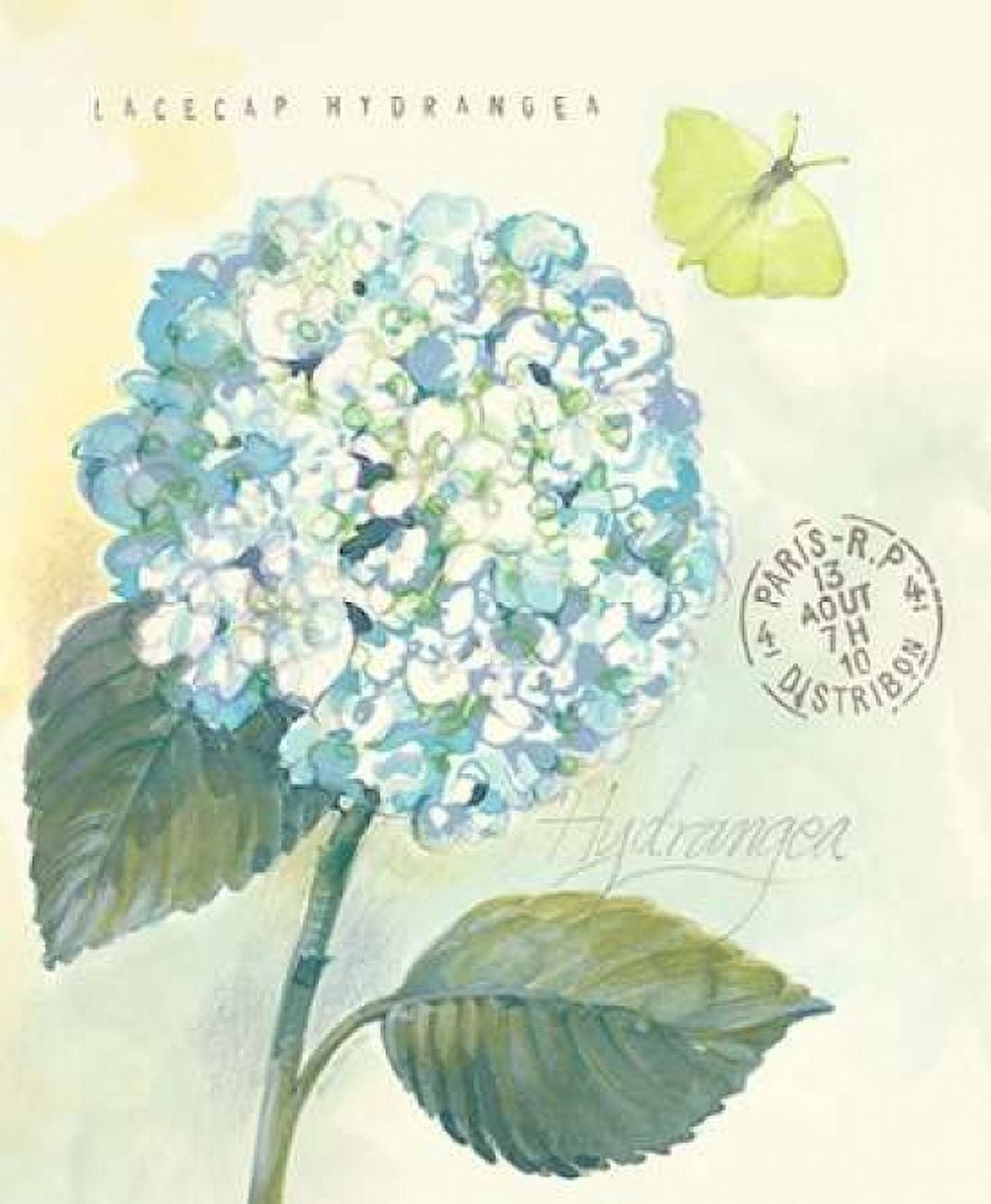 Claires Garden Hydrangea Canvas Art - Elissa Della-Piana (20 x 24)
