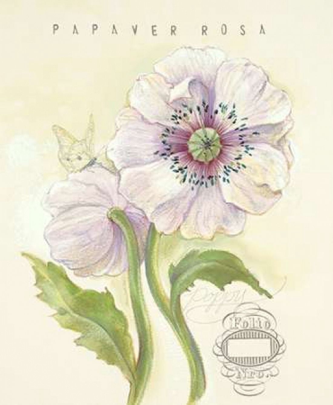 Claires Garden Poppy Canvas Art - Elissa Della-Piana (20 x 24)
