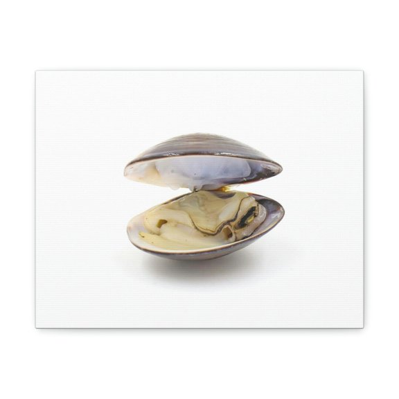 Clam Hunting Clam on Hunt Print Animal Wall Art Wildlife Canvas Prints Wall Art Ready to Hang Unframed