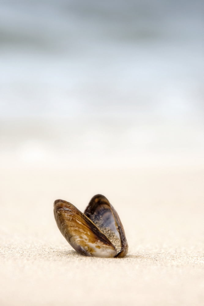 Clam Shell Canvas Art - John Short Design Pics (24 x 38)
