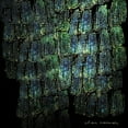 thumbnail image 1 of Clan Caiman - Asoma - Music & Performance - Vinyl, 1 of 1