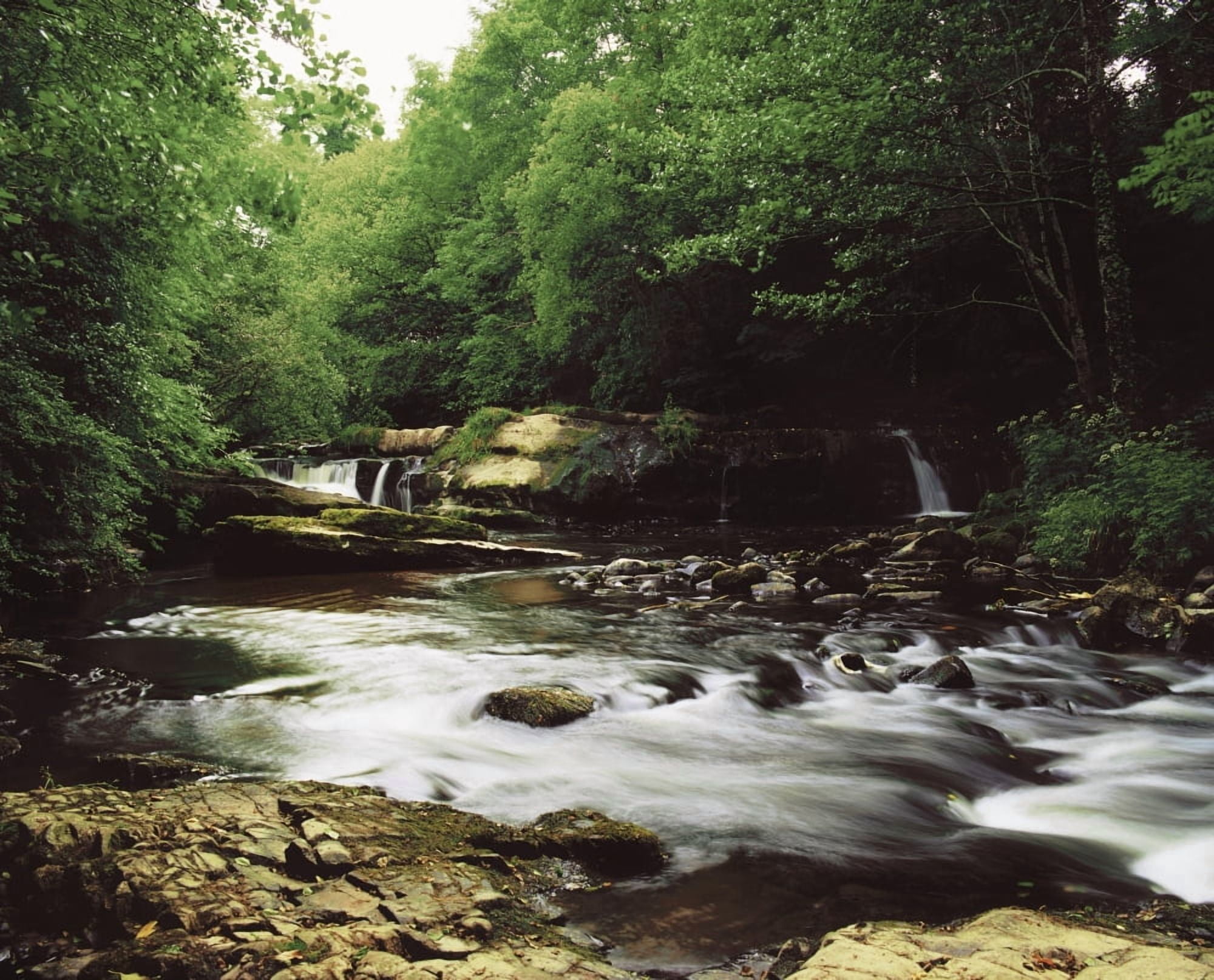 Clare River Clare Glens Co Tipperary Ireland Water Flowing Through The Woods Canvas Art - The Irish Image Collection Design Pics (17 x 13)